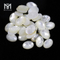 Turtur basi plana ovata 12 x 16 mm mater margaritae